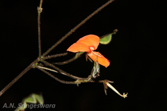 Desmodium repandum